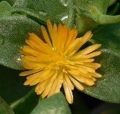Yellow Heartleaf Ice Plant, Baby Sunrose, Aptenia, Aptenia haeckeliana